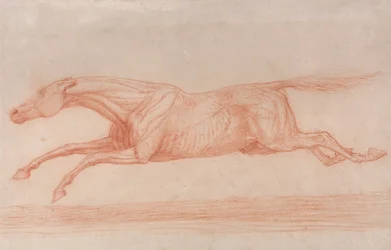 Study of a Racehorse in Action- Galloping to Left, a Semi-Anatomical Study, with Skin Flayed to Show